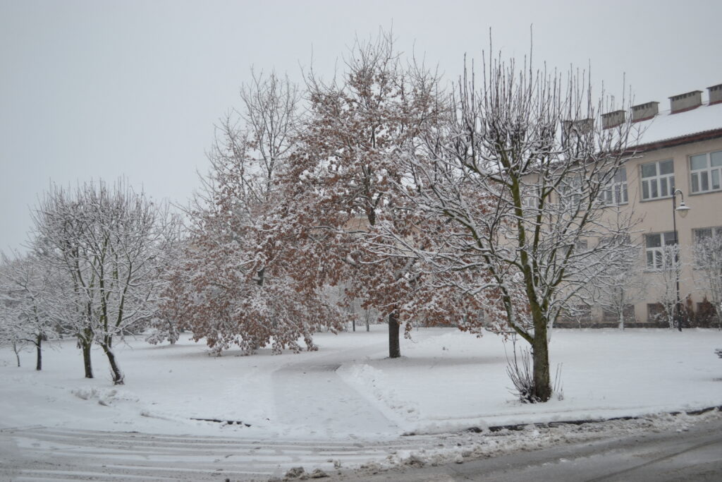 Roślinność pokryta śniegiem
