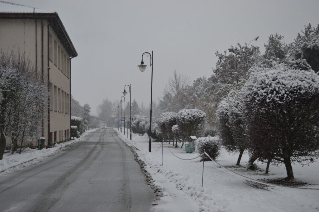 Roślinność pokryta śniegiem