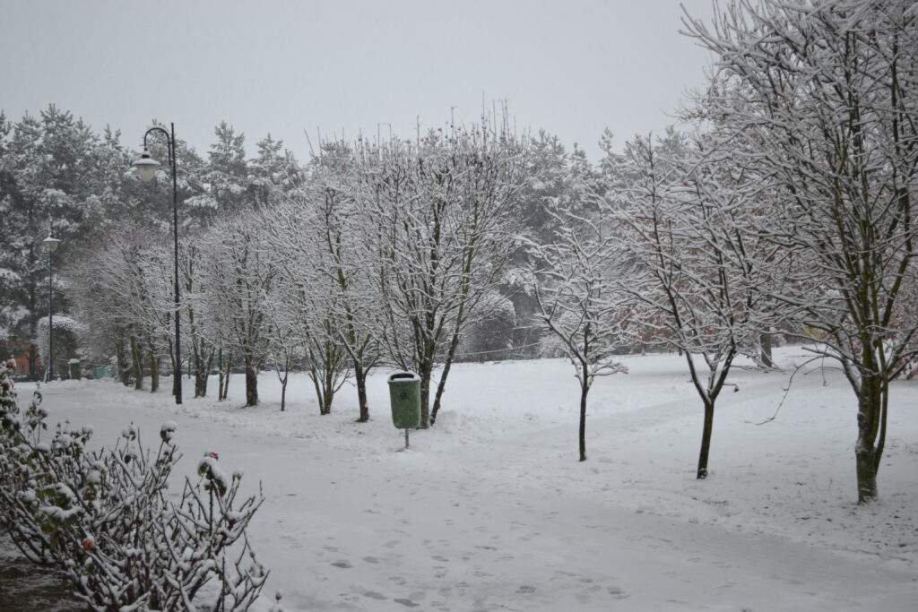 Roślinność pokryta śniegiem