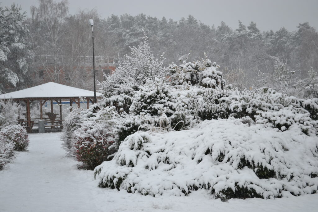 Roślinność pokryta śniegiem