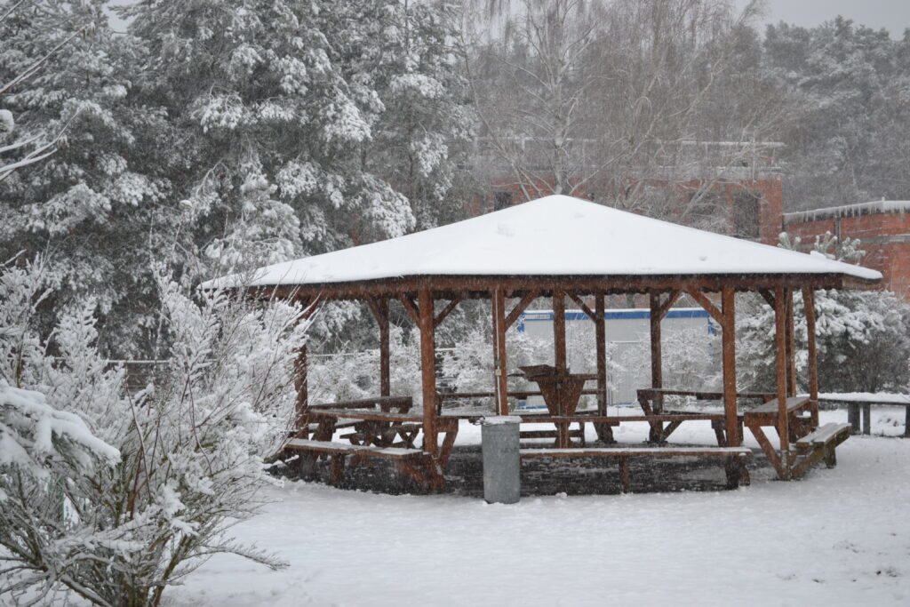 Roślinność pokryta śniegiem