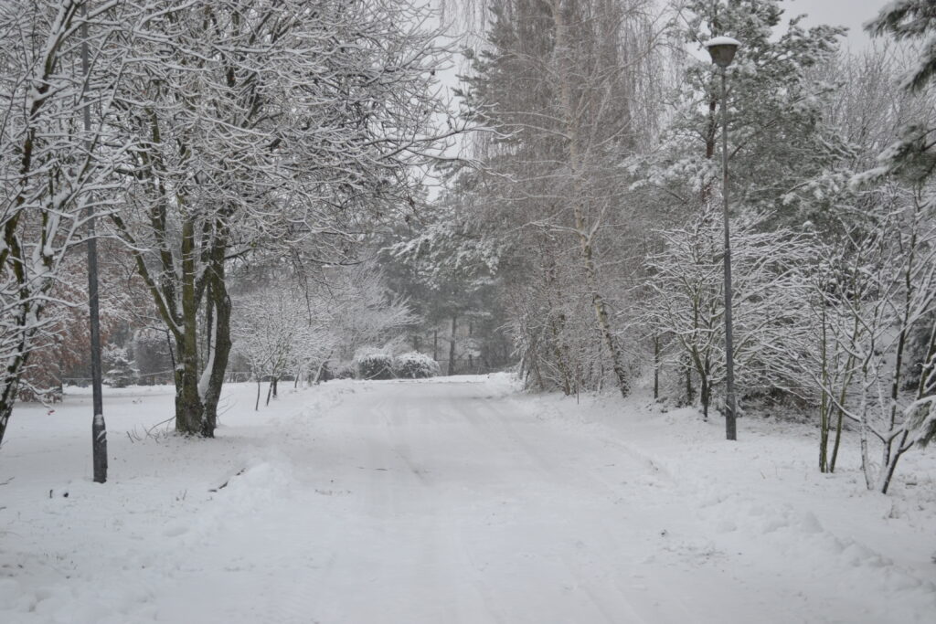 Roślinność pokryta śniegiem