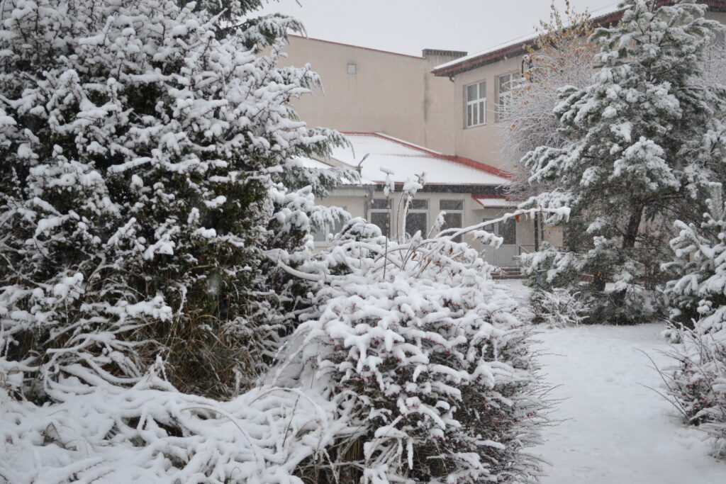 Roślinność pokryta śniegiem