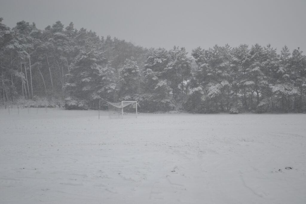 Roślinność pokryta śniegiem