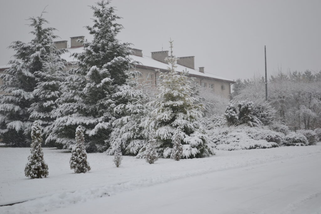 Roślinność pokryta śniegiem