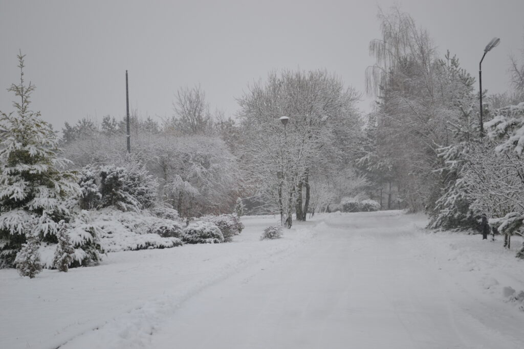 Roślinność pokryta śniegiem