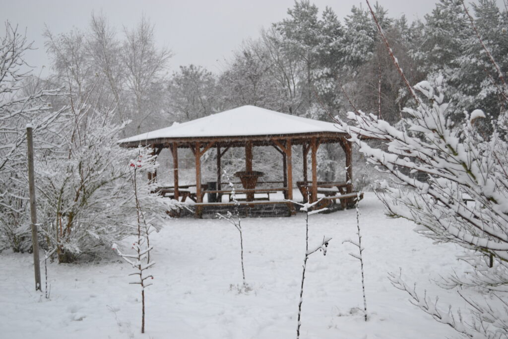 Roślinność pokryta śniegiem