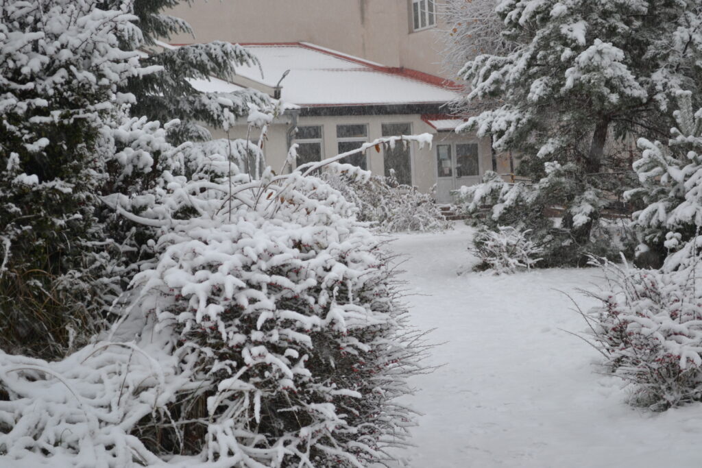 Roślinność pokryta śniegiem