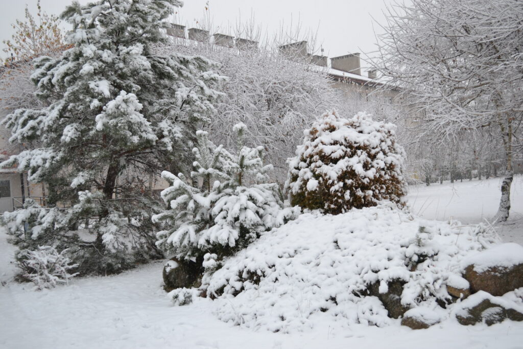 Roślinność pokryta śniegiem