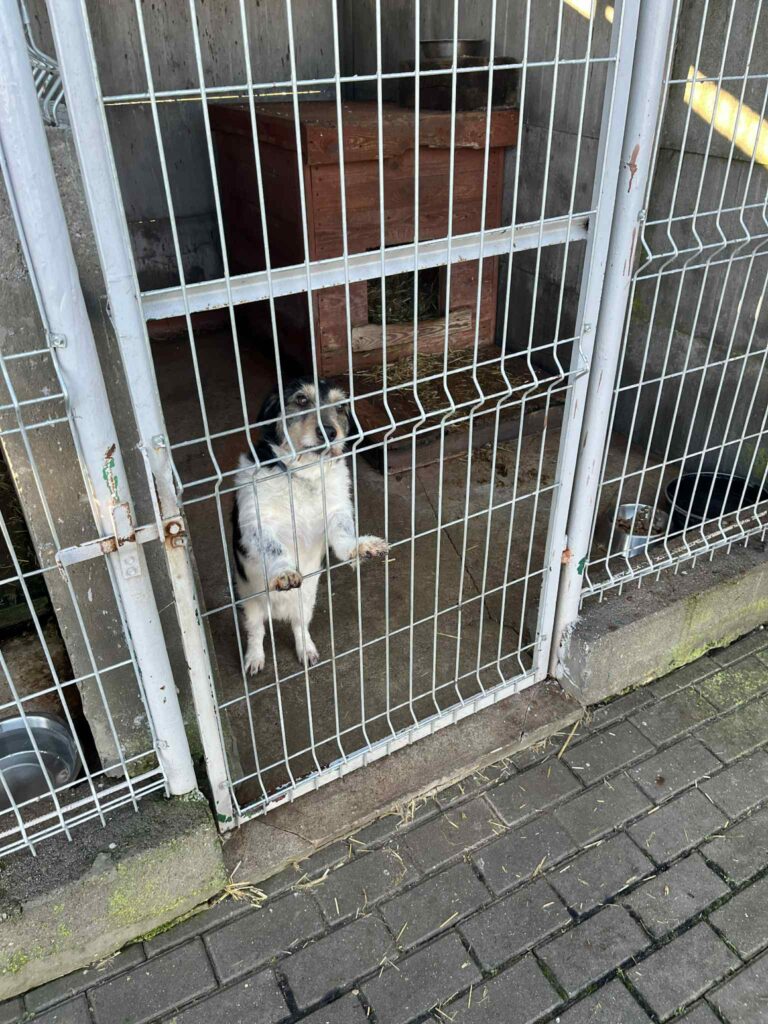 Mały pies stojący na tylnych łapach trzymający się metalowych krat w boksie schroniska.