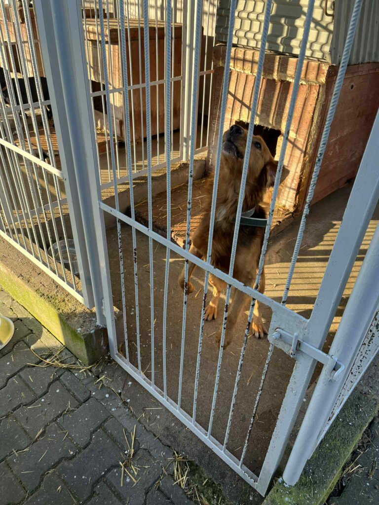 Brązowy pies stoi w metalowym boksie przed drewnianą budą.