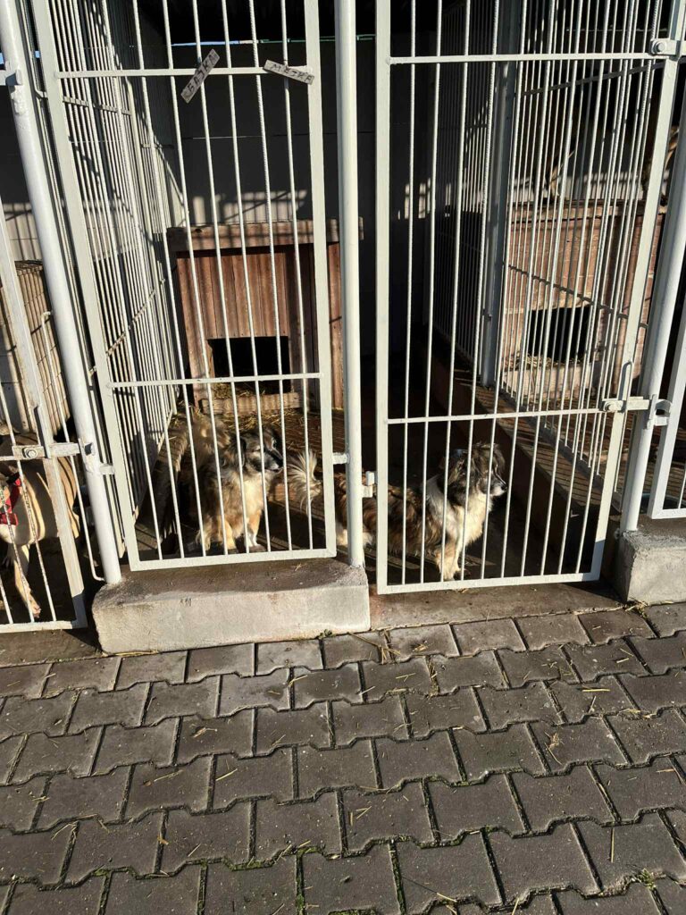 Dwa włochate psy stoją za metalowymi kratami w boksach z drewnianymi budami.