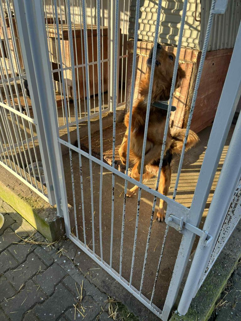 Brązowy pies stoi na tylnych łapach za metalową bramą w schronisku.