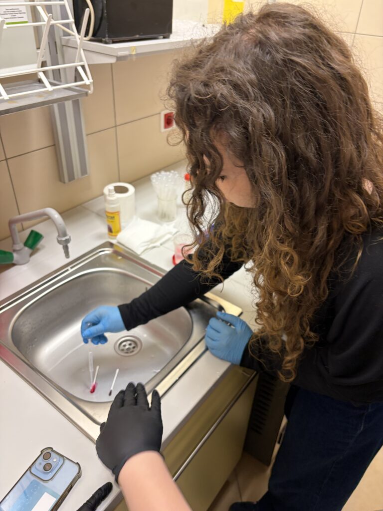 Osoba w rękawiczkach laboratoryjnych manipuluje próbkami na patyczkach ułożonych w umywalce.