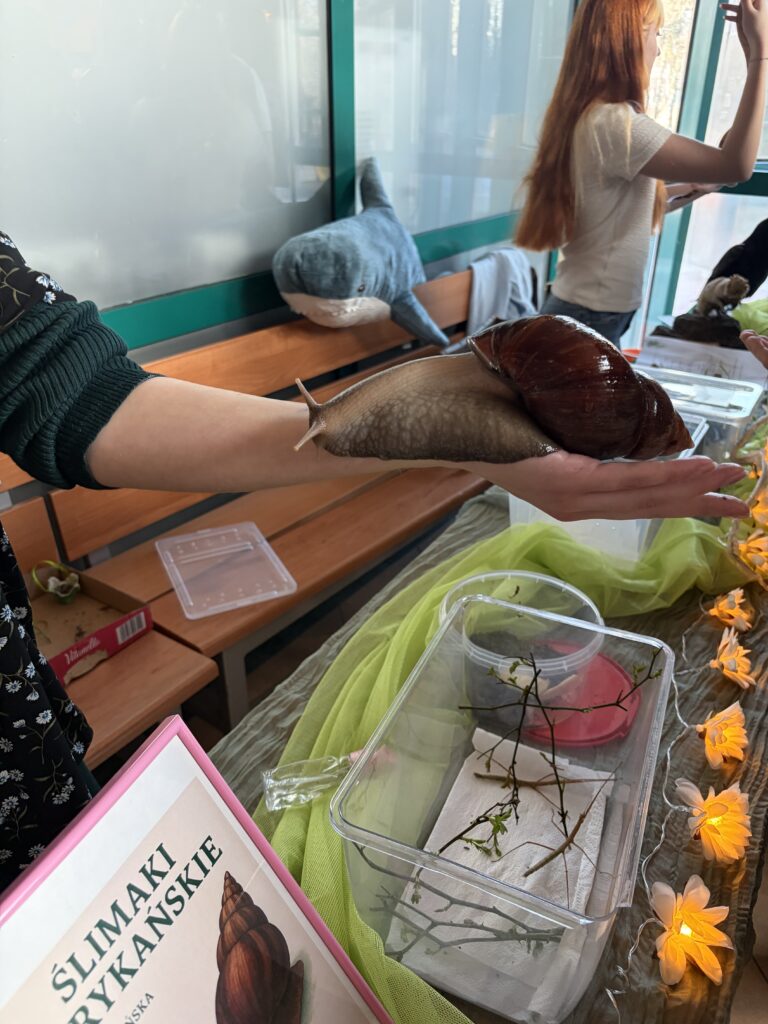 Duży afrykański ślimak spaceruje po ręce osoby podczas prezentacji lub zajęć edukacyjnych.