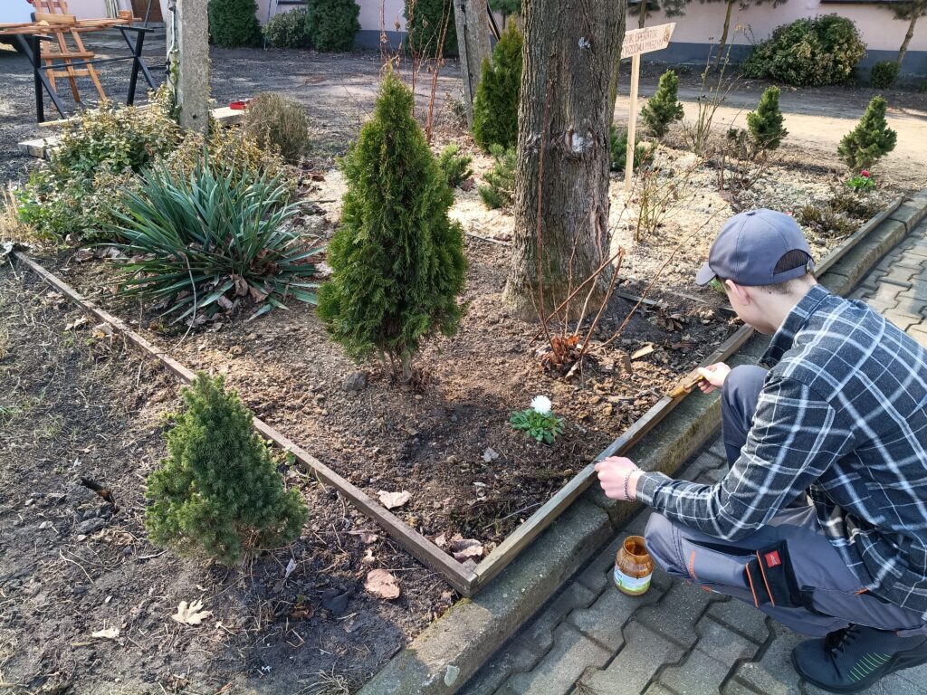 Młoda osoba maluje drewnianą ramę rabatki ogrodowej, wokół rosną małe iglaki i krzewy.
