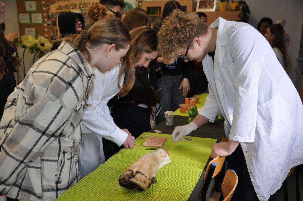 Grupa młodych osób uczestniczy w zajęciach praktycznych z zakresu medycyny lub weterynarii, wykonując ćwiczenia na preparatach anatomicznych.